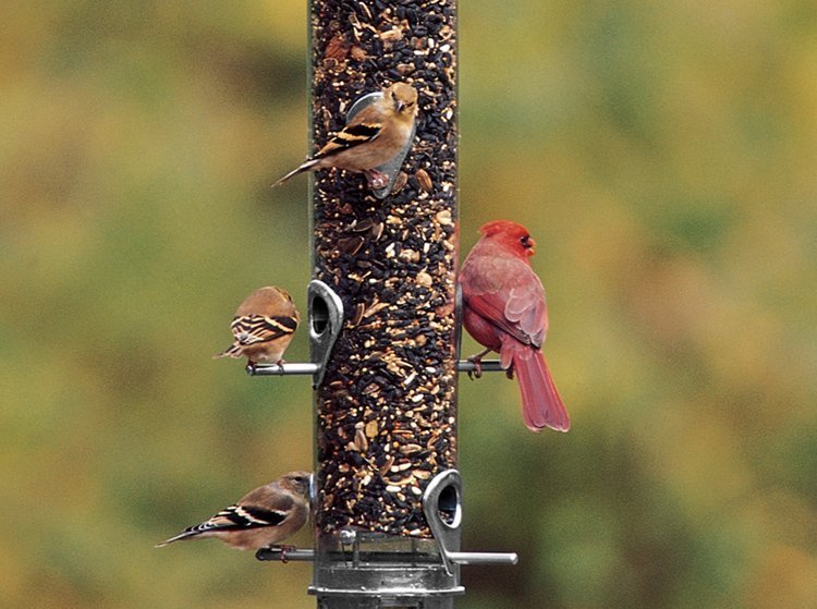 Droll Yankees Tube Feeders