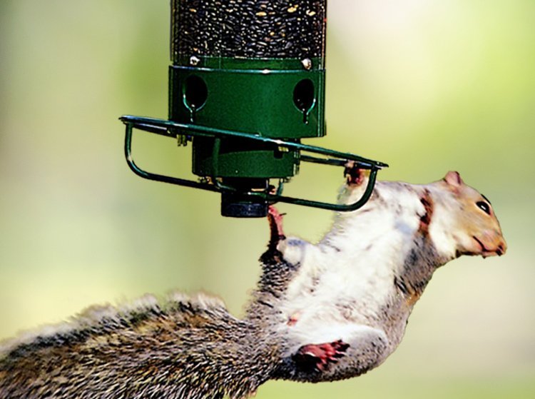 Droll Yankees Squirrel-Proof Feeders